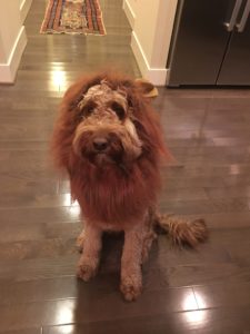 cowardly sadie the lion at home