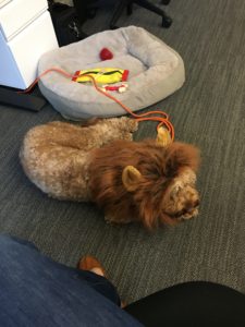 Sadie the lion looking ashamed of her costume.