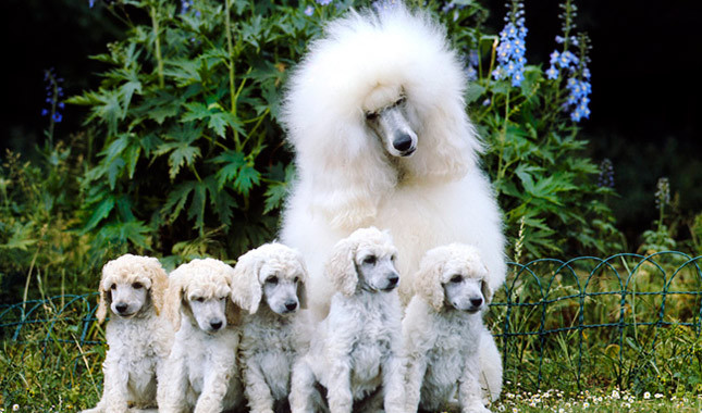 Poodle As Pets