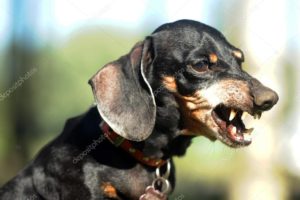 An aggressive, black & tan nightmare dachshund, snarling and baring its teeth.