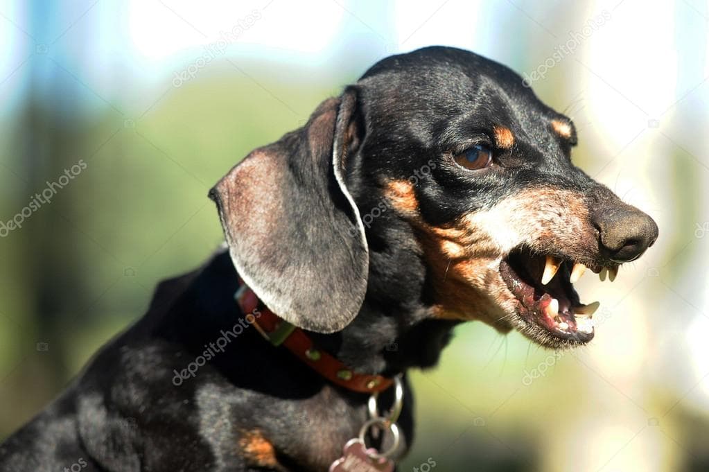 Feature image of a snarling nightmare dachshund