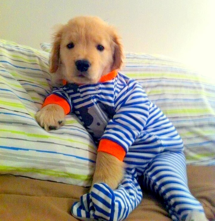 puppies with clothes